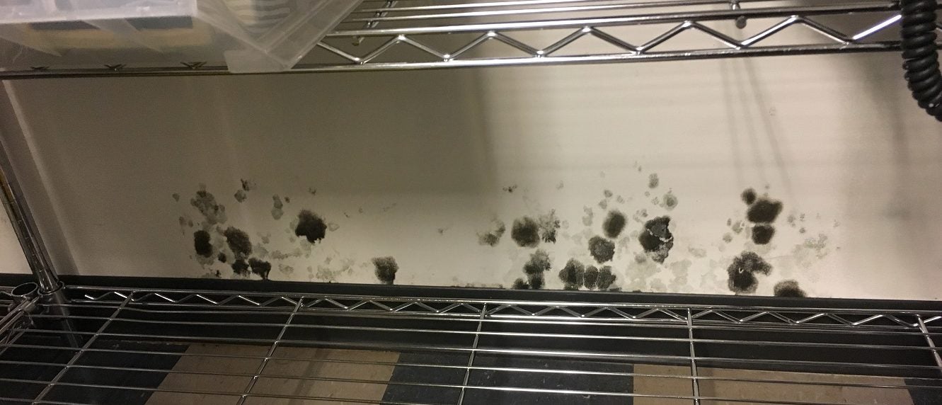 MOLD TEST KITS: Why You Should Not Do-It-Yourself